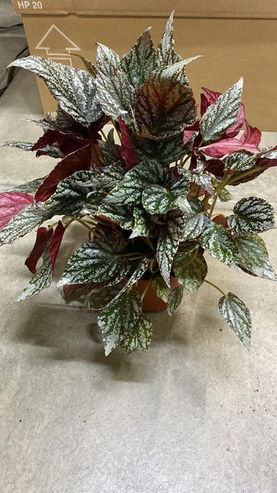 Begonia Blad Rex (Painted Leaf Begonia)