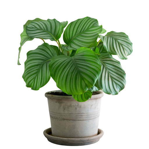 Calathea Orbifolia