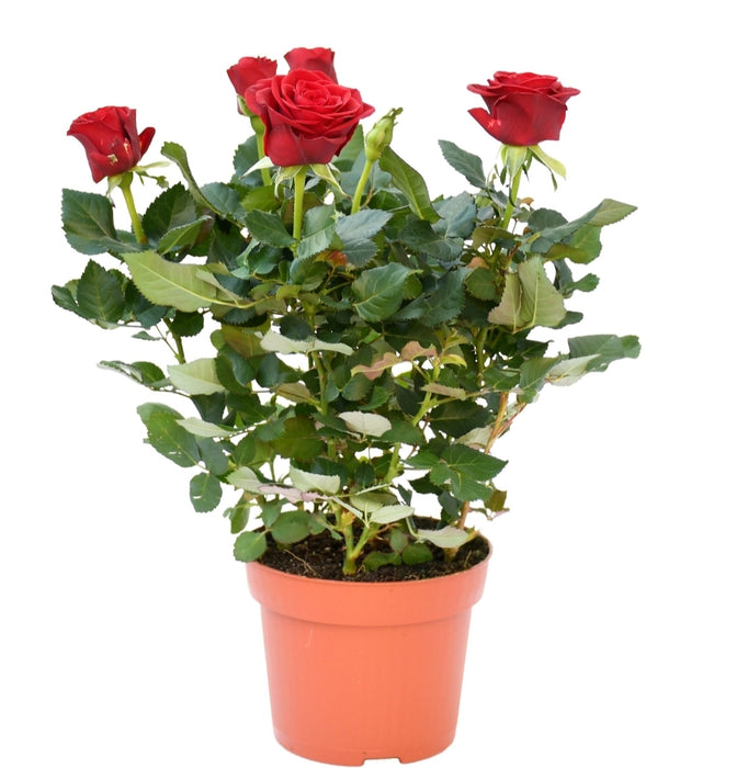 Rose “Indoor”( Holland)