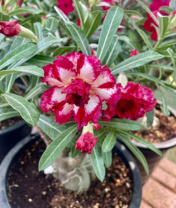 Adenium “ Grafted” (Sabi Star/Desert Rose/Impala Lily/Kudu/Mock Azalea)