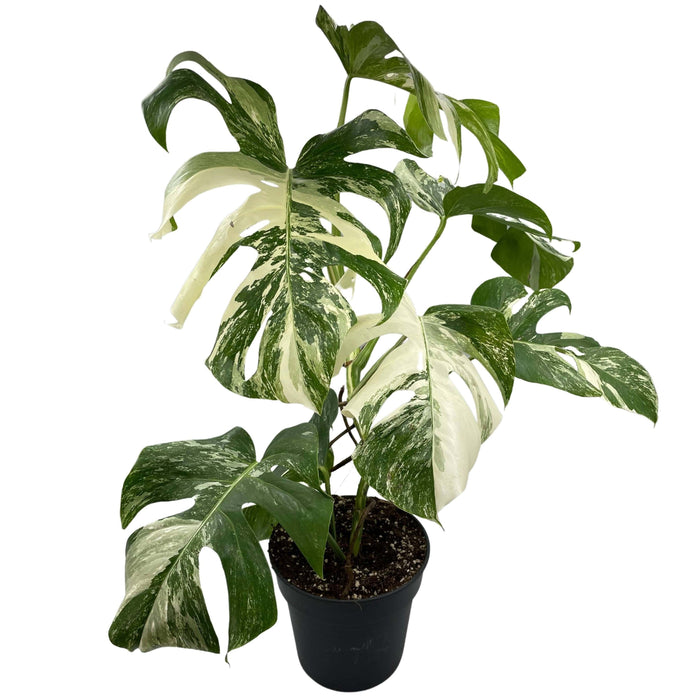 Monstera Plant