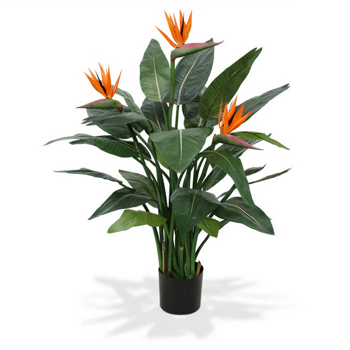 Strelitzia Reginae “Bird Of Paradise”