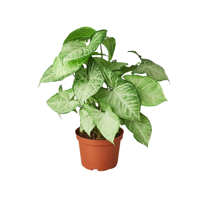 Syngonium “White Butterfly” (Arrowhead Plant)