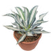 Agave Americana Marginata (Sentry Plant/Century Plant/American Aloe/Maguey)