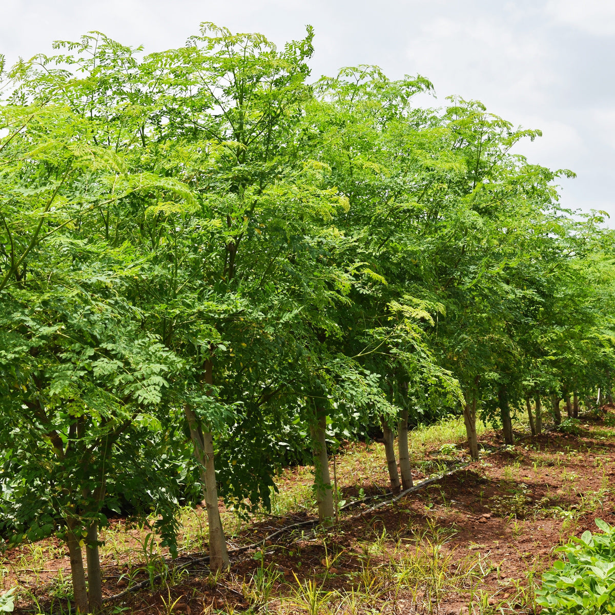 Moringa Oleifera (Drumstick Tree/Moringa/Horseradish Tree/Ben Oil Tree ...