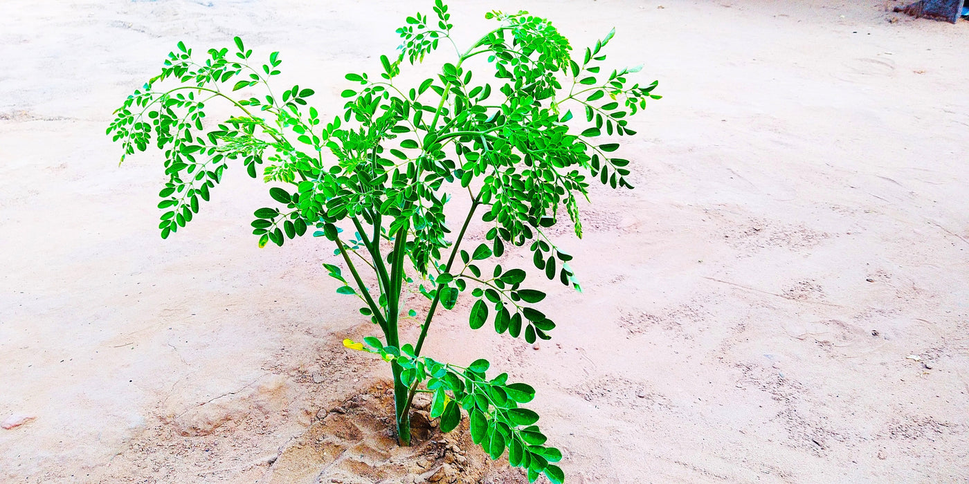 Moringa Oleifera (Drumstick Tree/Moringa/Horseradish Tree/Ben Oil Tree/Benzolive Tree)