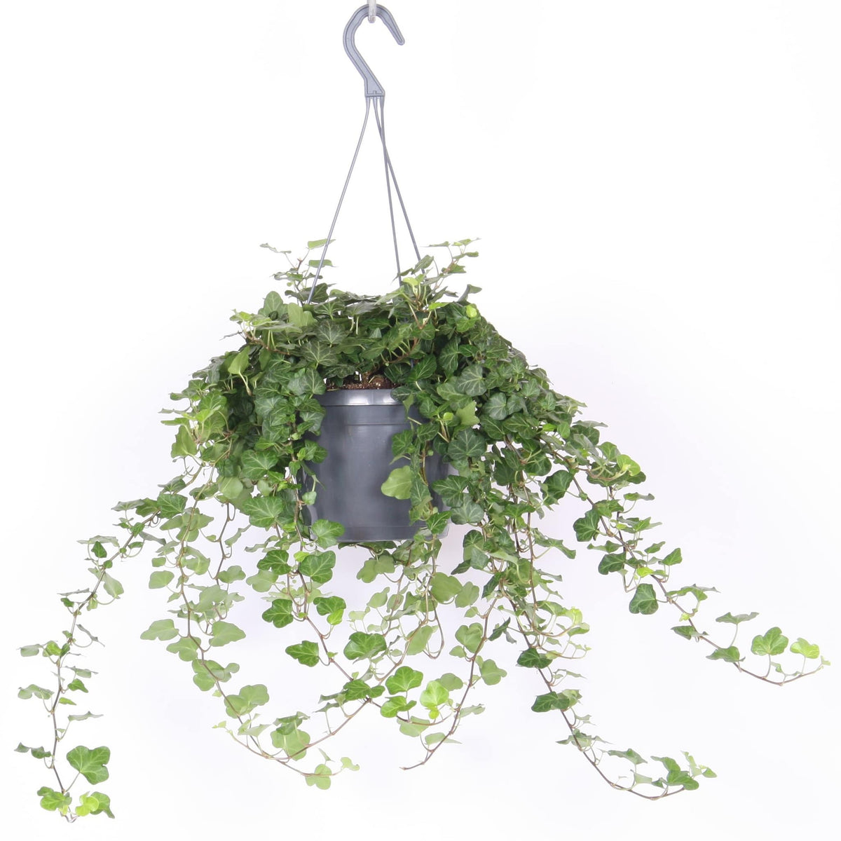 Hedera Helix 'Wonder' (English Ivy) — Finecity Landscape