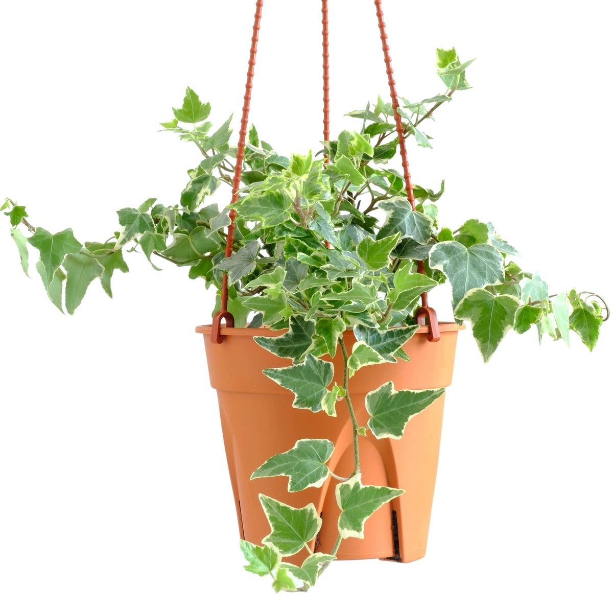 hedera helix goldchild Hedera Helix 'Goldchild' (English Ivy) — Finecity Landscape