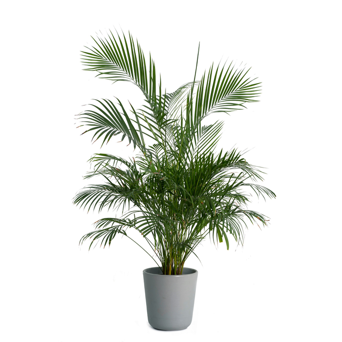 Howea Forsteriana 'Kentia Palm'