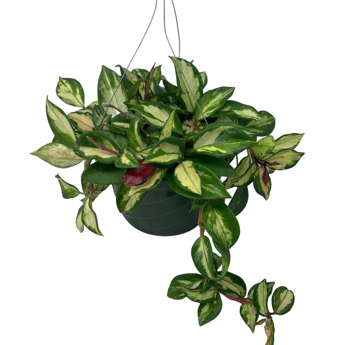Hoya Carnosa 'Wax Plant' (Multi Color)