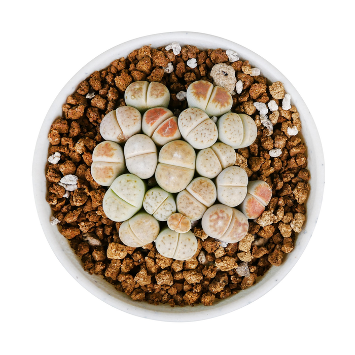 Lithops “Living Stone”