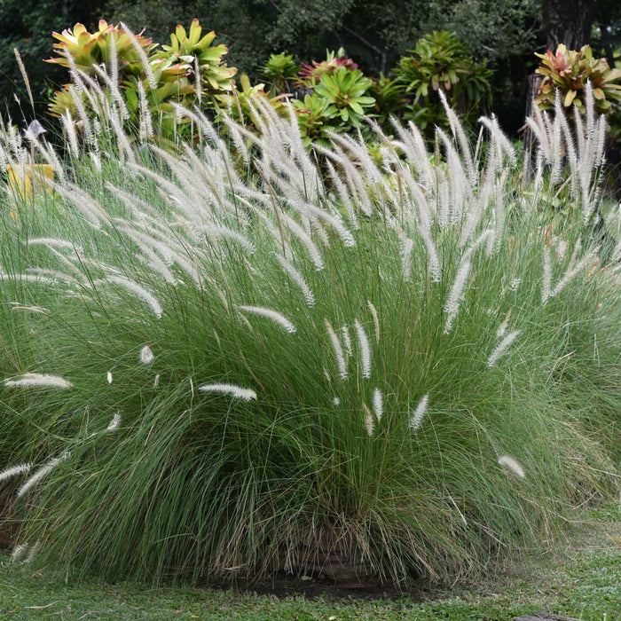 Pennisetum Setaceum "Green" (Cenchrus Setaceus/Crimson Fountaingrass/African Fountain Grass)