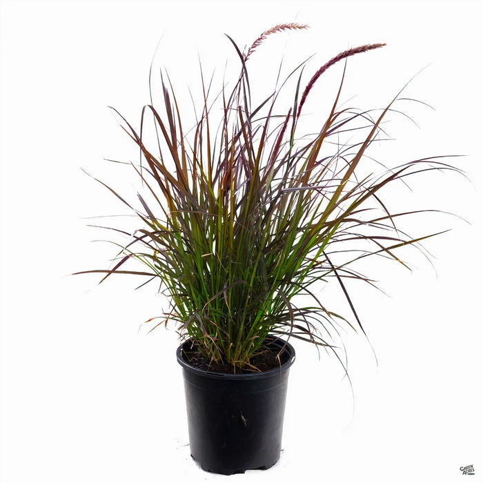 Pennisetum setaceum