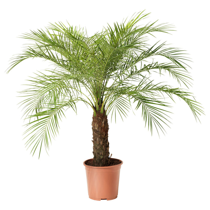 Phoenix Roebelenii (Dwarf Date Palm/Pygmy Date Palm/Miniature Date Palm/Robellini Palm)