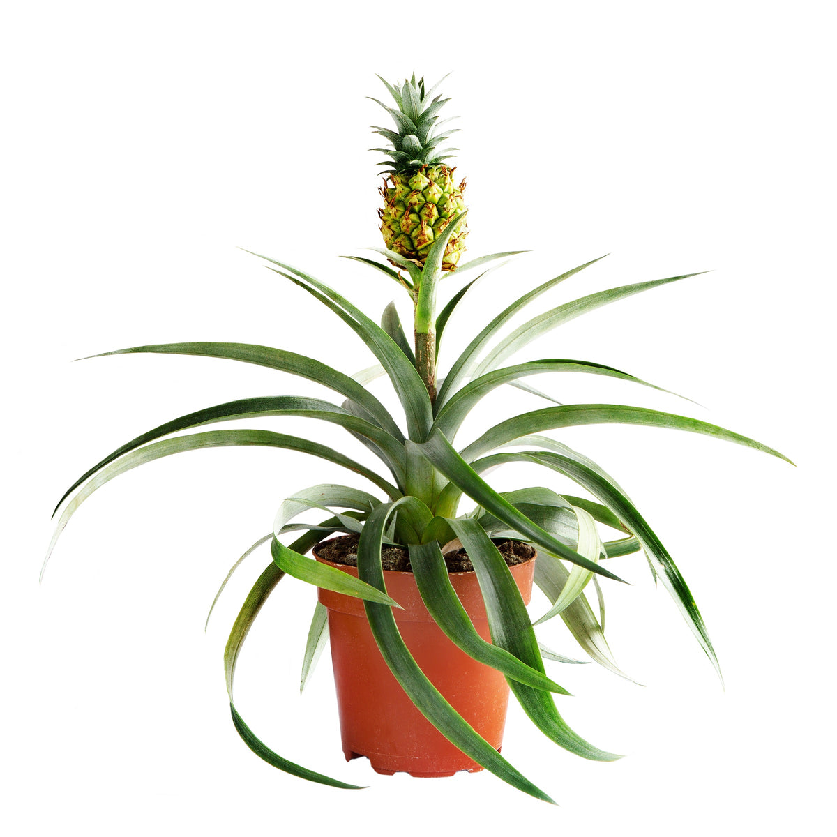 Pineapple “Ananas Comosus” — Finecity Landscape