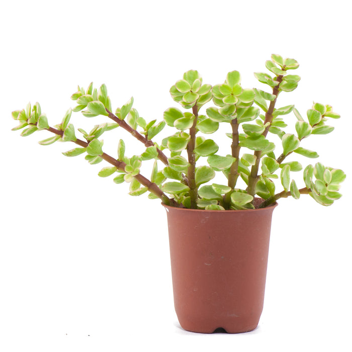 Portulacaria Afra (Jade Plant/Lucky Plant/Money Plant/Money Tree/Crassula Argentea)