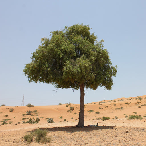 Prosopis Cineraria   ghaf National Tree Of UAE