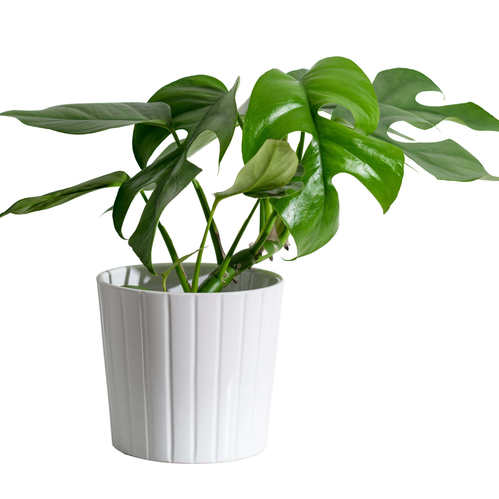 Monstera Minima “Mini Monstera” — Finecity Landscape