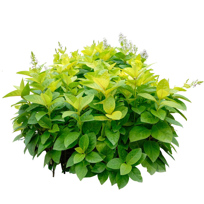 Pseuderanthemum Reticulatum (Eranthemum Green/Yellow-Vein Eranthemum/Golden Pseuderanthemum)