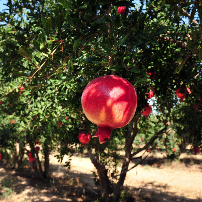 Punica Granatum “Pomegranate”