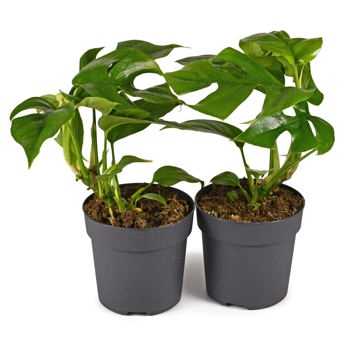monstera deliciosa piccolo Monstera Piccolo “Mini Monstera” — Finecity Landscape