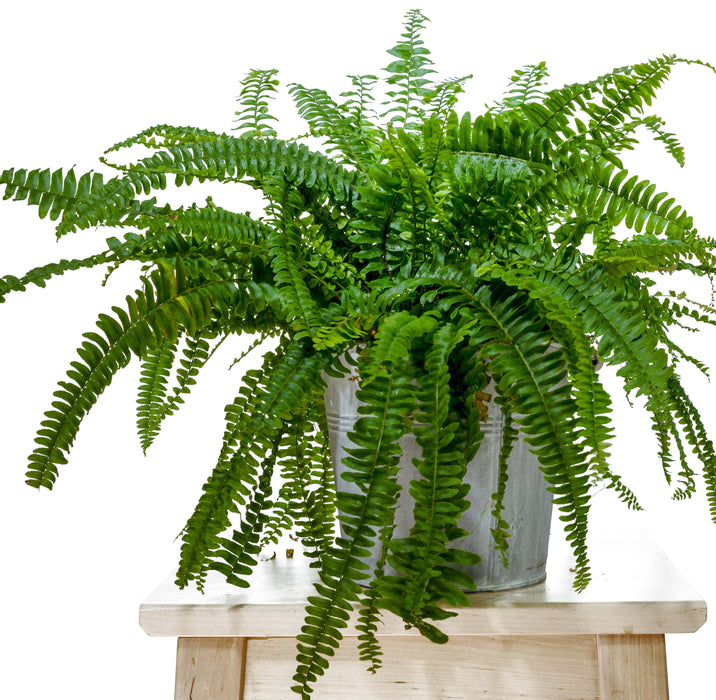 Nephrolepis Exaltata “Boston Fern”