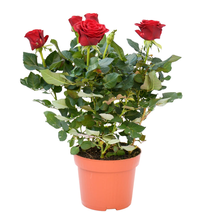 Rose “Outdoor”( Rose Pakistani/Rose Grujan)