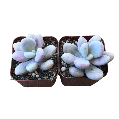 Pachyphytum Oviferum “Sugaralmond Plant”  (Moonstone)