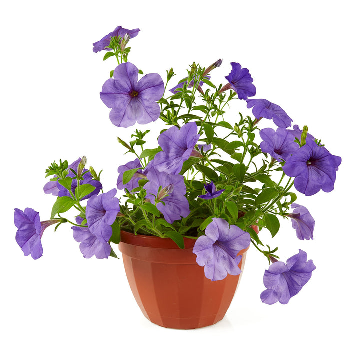 Ruellia Ciliosa Plant