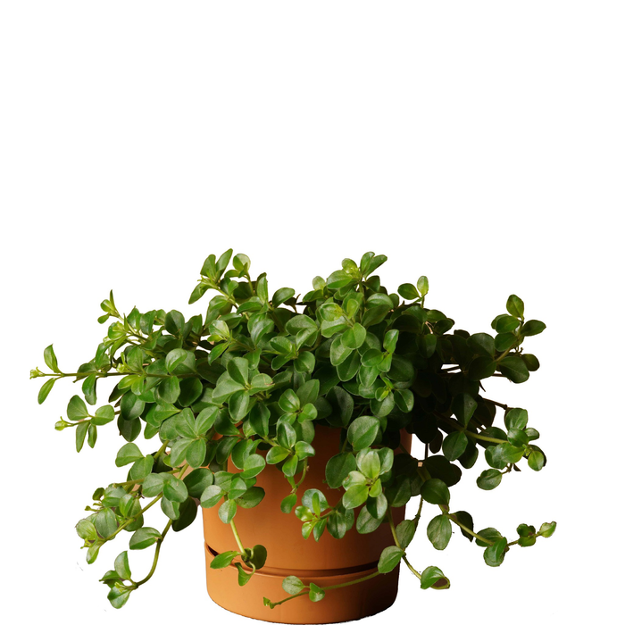 Peperomia Rotundifolia “Hope” (Trailing Jade Plant)