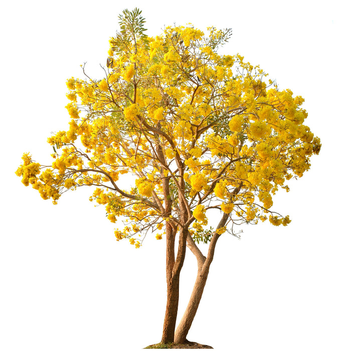 Tabebuia Argentea (Caribbean Trumpet Tree/Silver Trumpet Tree/Tree of Gold/Yellow Trumpet Tree)