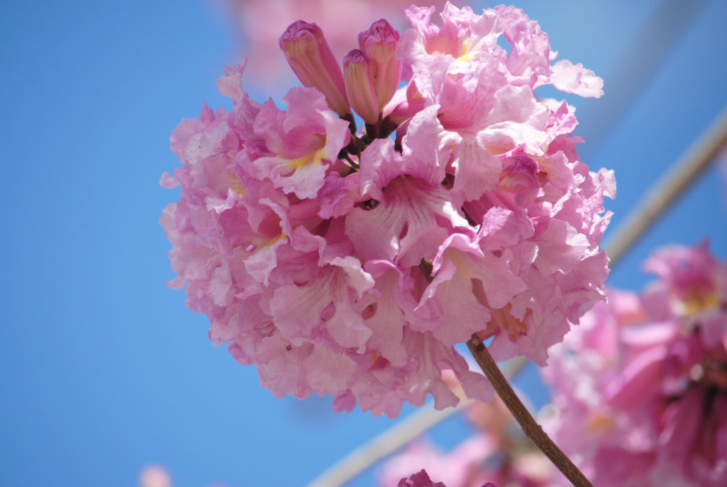 Tabebuia Rosea (Pink Poui/Rosy Trumpet Tree/Indian Cherry Blossom)
