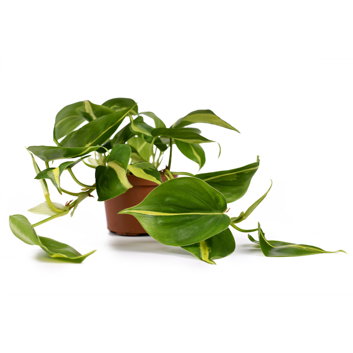 Philodendron “Brasil” (Heartleaf Philodendron)