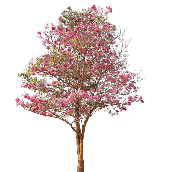 Tabebuia Rosea (Pink Poui/Rosy Trumpet Tree/Indian Cherry Blossom)