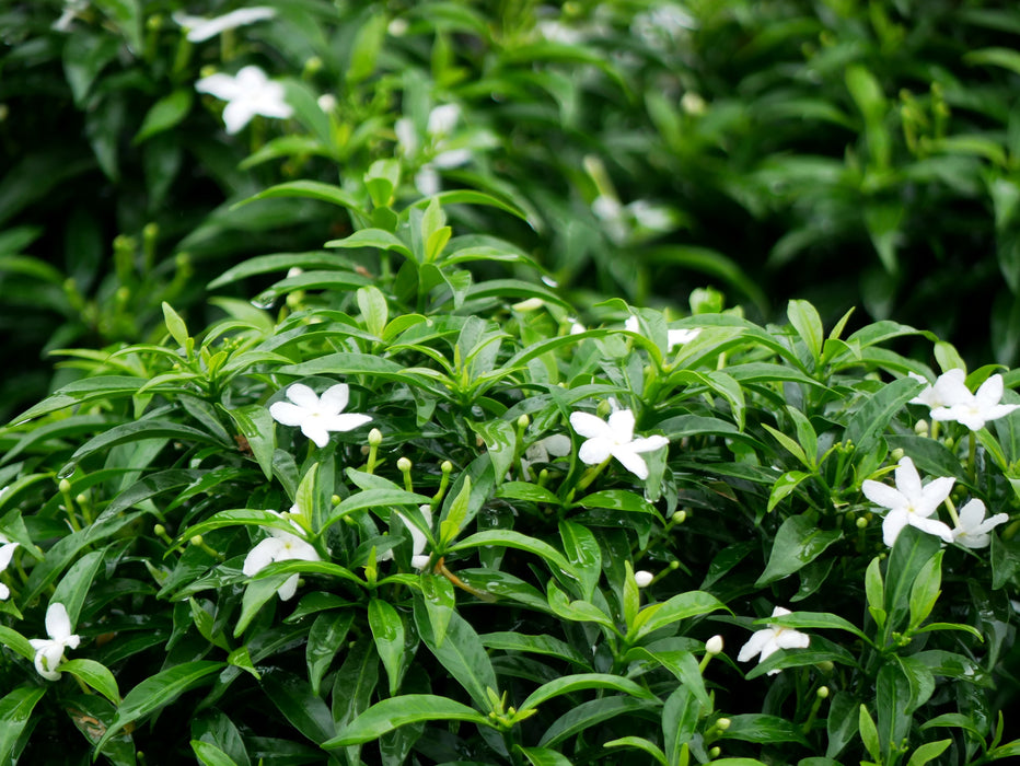Tabernaemontana Coronaria (Milkwood/Pinwheel Flower)