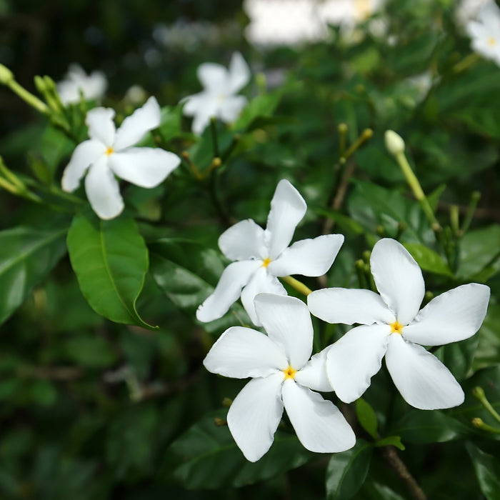Tabernaemontana Coronaria (Milkwood/Pinwheel Flower)