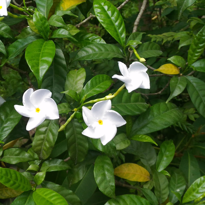 Tabernamontana Divaricata (Pinwheel Flower/East India Rosebay/Nero's Crown/Crepe Jasmine)