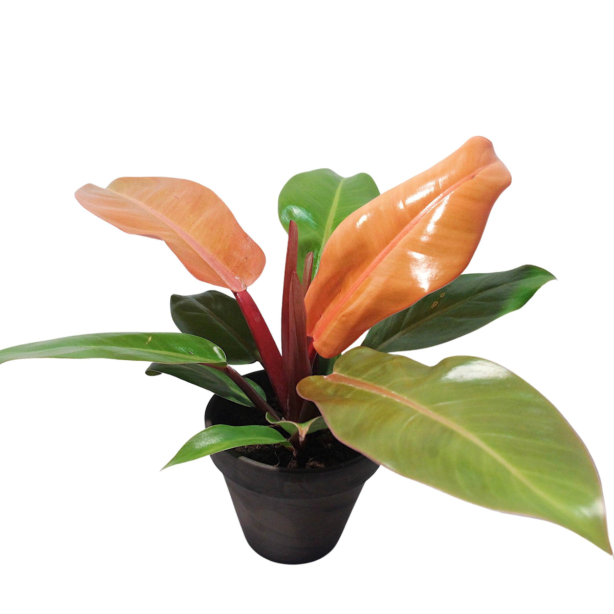 Philodendron “Prince Of Orange” — Finecity Landscape