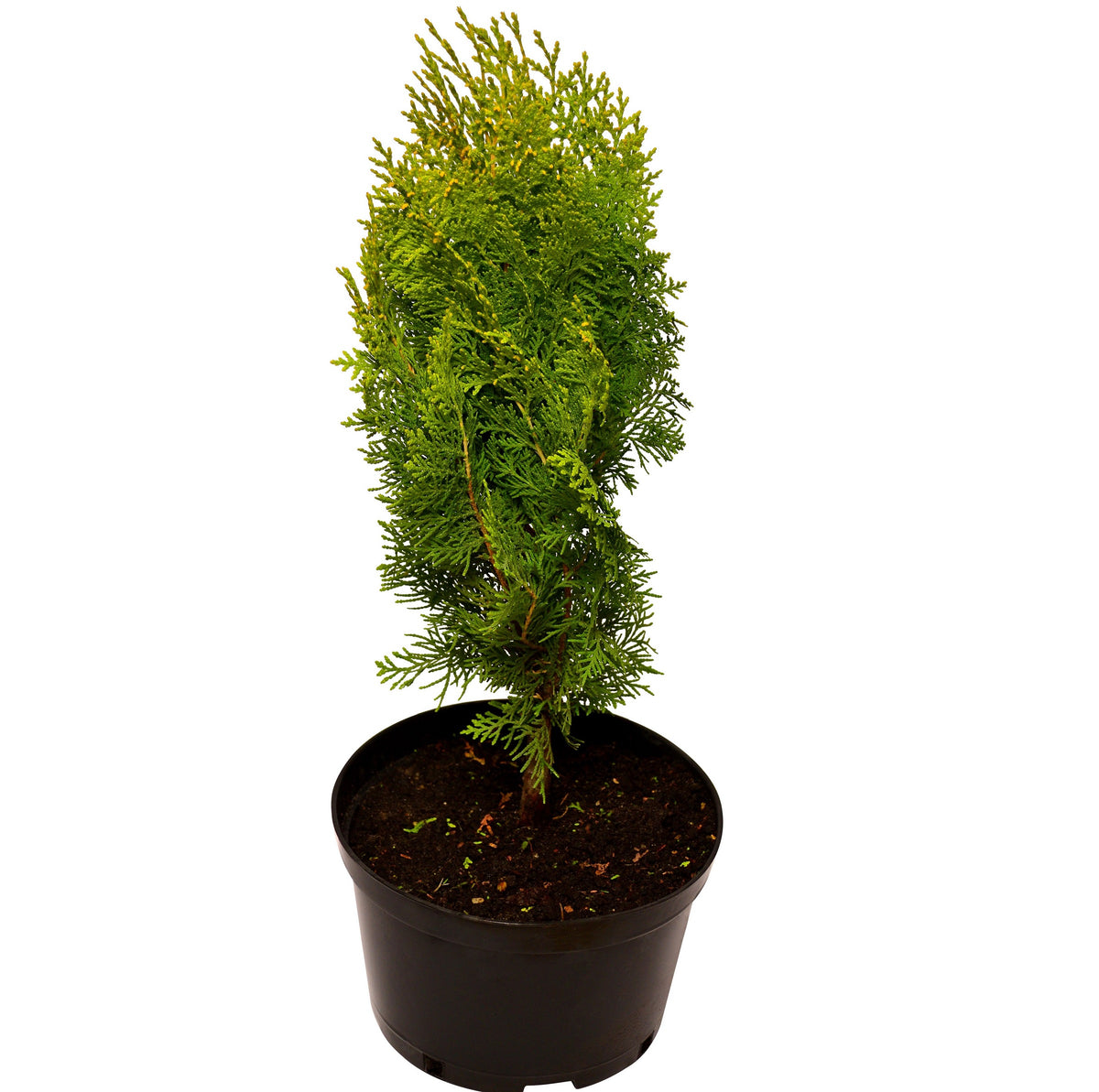 Thuja Aurea Nana (Golden Biota/Golden Bookleaf) — Finecity Landscape