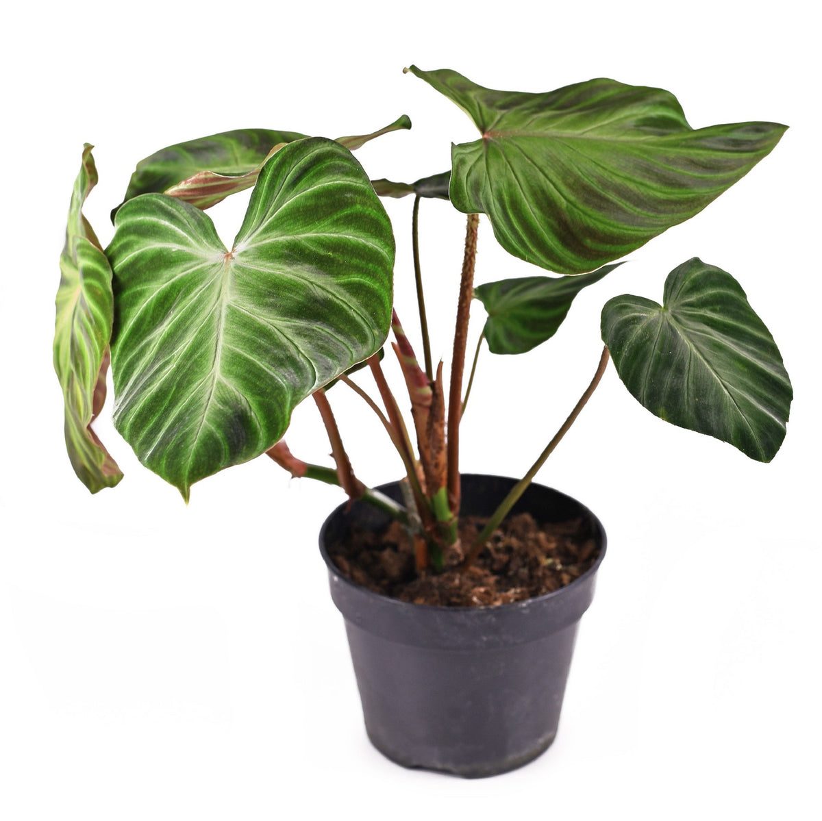 Philodendron “Verrucosum” — Finecity Landscape