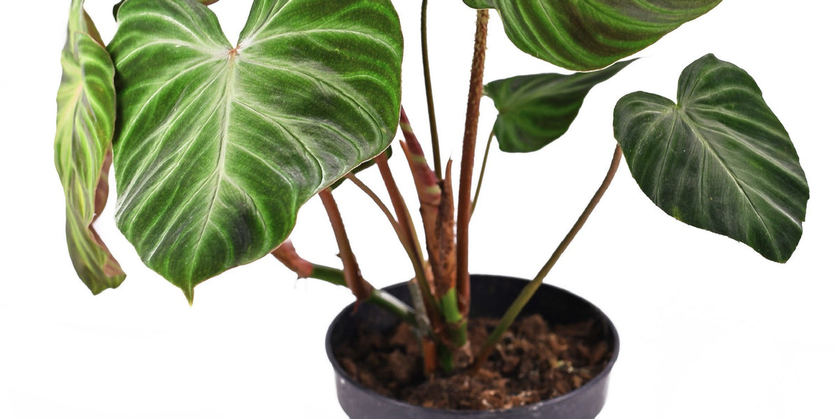 Philodendron “Verrucosum” — Finecity Landscape
