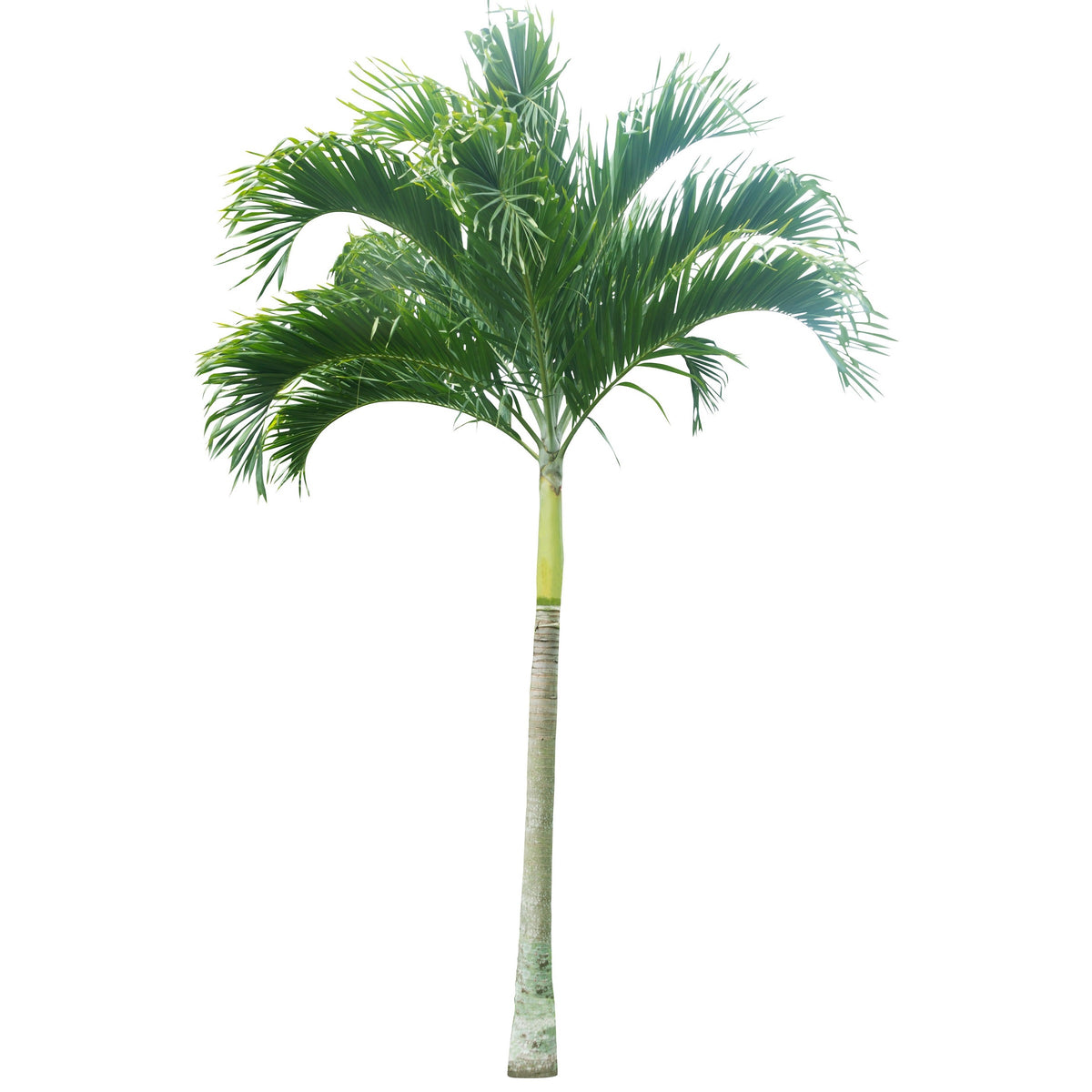 manila palm plant Veitchia Merrillii (Manila Palm/Christmas Palm/Kerpis Palm) — Finecity Landscape