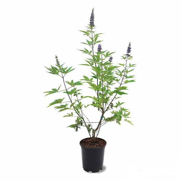 Vitex Agnus Castus (Chasteberry/Abraham's Balm/Lilac Chastetree/Monk's Pepper/Chaste Tree)