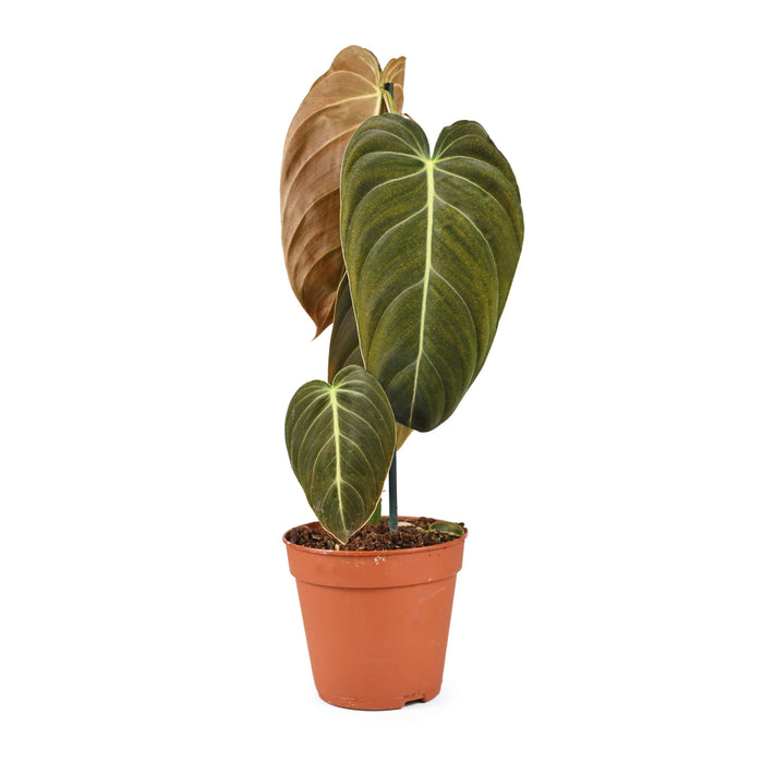 Philodendron Melanochrysum