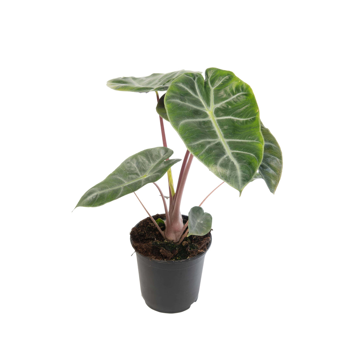 Alocasia 