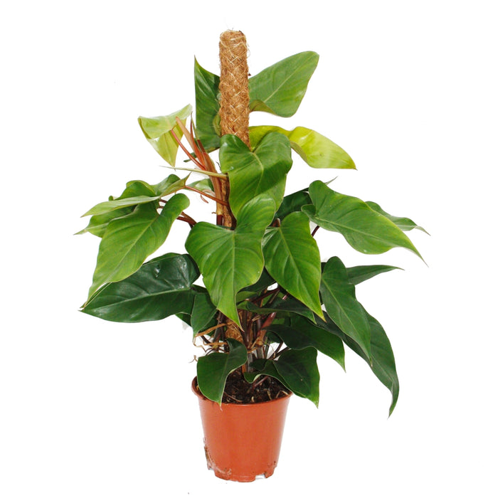 Philodendron “Red Emerald”