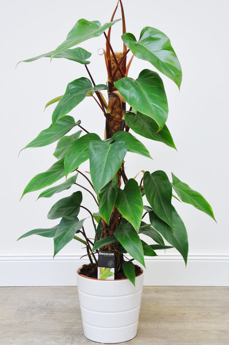 Philodendron “Red Emerald”
