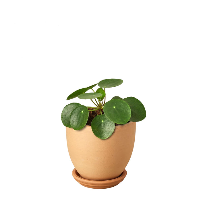 Pilea Peperomoides Mini “Chinese Money Plant”