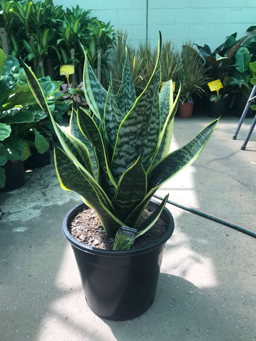 Sansevieria Superba “Snake Plant” (Mother-in-Law's Tongue)