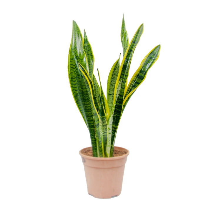 Sansevieria Trifasciata “Snake Plant” (Mother-in-Law's Tongue)